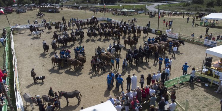 Amatrice a Cavallo 2026: dal 3 al 6 settembre la sesta edizione a Torrita