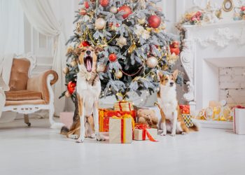 La leggenda della notte di Natale
