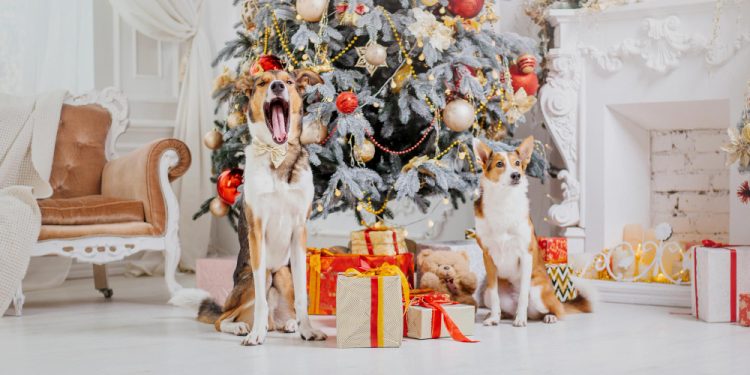 La leggenda della notte di Natale