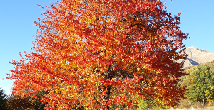 Oltre le cento chiese: gli alberi secolari della conca amatriciana