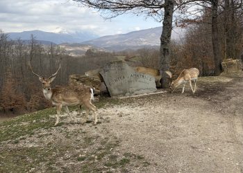 3 chilometri di dolcezza: tra cervi e daini al Parco Oasi di Configno