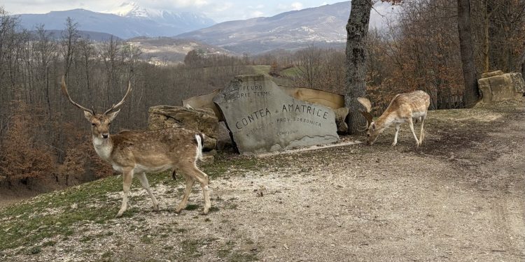 3 chilometri di dolcezza: tra cervi e daini al Parco Oasi di Configno