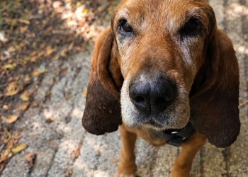 Pet House Rescue ad Amatrice: il 27 ottobre la Notte degli Spiriti degli Animali