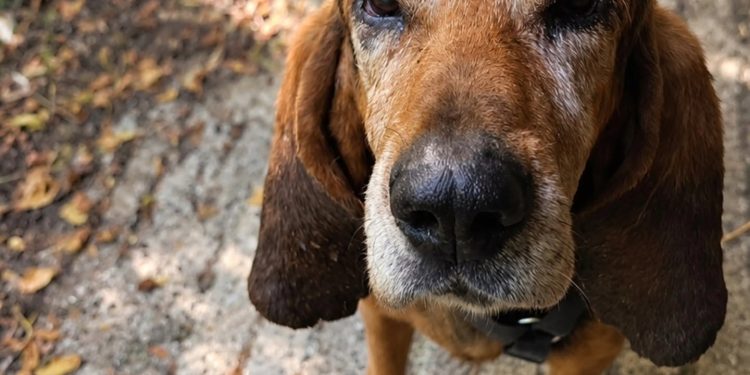 Pet House Rescue ad Amatrice: il 27 ottobre la Notte degli Spiriti degli Animali