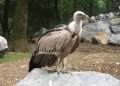 Monte Velino, liberati 25 grifoni per rafforzare la popolazione appenninica